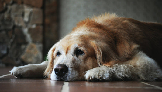 A calm, senior Golden Retriever lying down on a tiled floor with its head resting on its paws. This image illustrates the long-term benefits of raising a puppy into a loyal, peaceful adult dog.