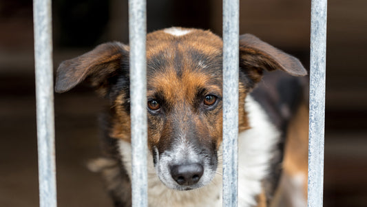 A sad dog behind bars