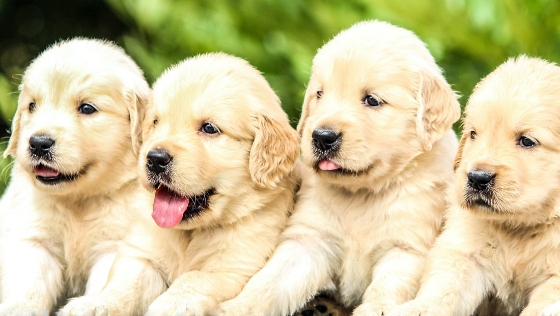 A quartet of white Golden Retriever puppies