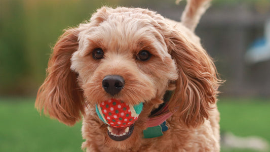 A dog with a ball in its mouth