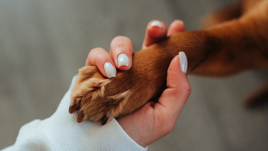 A woman's hand holds a dog's paw